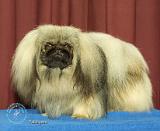 Pekingese